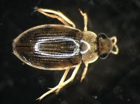 藏品(蚜蟲)的圖片